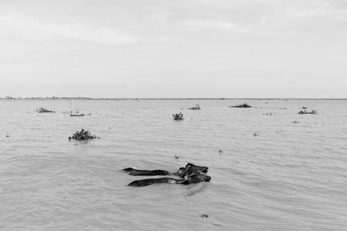 CAMBODIA. Koh Chen (Kandal). 21/10/2011: Water buffalo seek refuge on the higher ground adjacent to the main road during the worst floods in a decade. Around 300,000 hectares of rice fields were destroyed.