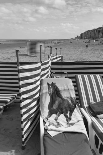 BELGIUM. Westende (West Vlaanderen). 5/08/2012: Horse on beach at seaside resort.