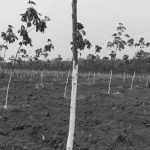 CAMBODIA. Kbal Romea (Stung Treng). 13/03/2013: Three year old rubber trees on a 90 hectares plantation, part of the Siv Guek Investment Company's concession near the Sesan2 dam.