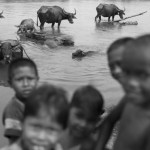 CAMBODIA. Kbal Romea (Stung Treng). 13/03/2013: Water buffaloes cooling off in the Sesan river. The village will be drowned after the construction of the Sesan2 dam.