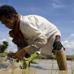 CAMBODIA. Kouk Thmey (Kralanh-Siem Reap). 29/08/2008: Khtoeub Veb, 53 yrs, lost his leg on a landmine in 1979 while cutting bamboo 7 km from his home, at work in his nephews rice field.