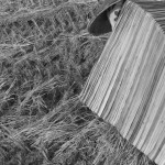 MYANMAR, Ksieng Tong (Shan State). 29/04/2013: Woman dressed in clothing protecting her from the heat, collecting every single rice stem left over by the mechanical harvesting machine.