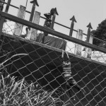 MYANMAR, Tachileik (Shan State). 2/05/2013: Street child swinging down from the bridge between Myanmar and Thailand. Some of them cross the border from Thailand unnoticed by authorities. Many of the children are Akha.