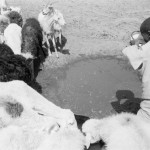 MALI. Emenaril. 1/02/1987: Child drinking water from the same pond as the goats.