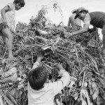MEXICO. Maya Tecum (Campeche). 24/06/1988: Guatemalan refugees collecting corn straw.