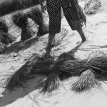 CAMBODIA. Kep. 30/06/2013: Uprooting rice seedlings before transplanting them in a bigger field.