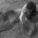 CAMBODIA. Kep. 17/08/2013: Child helping her family on an off school day to bundle ripped off rice stems to be transplanted.