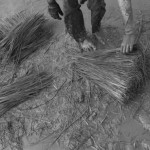 CAMBODIA. Kep. 17/08/2013: Child helping her family on an off school day to bundle ripped off rice stems to be transplanted.