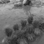 CAMBODIA. Kep. 17/08/2013: Child helping her family on an off school day to bundle ripped off rice stems to be transplanted.