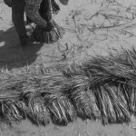 CAMBODIA. Kep. 17/08/2013: Bundling ripped off rice stems to be transplanted.