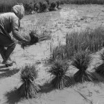 CAMBODIA. Kep. 17/08/2013: Ripping off rice stems to be transplanted.