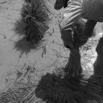 CAMBODIA. Kep. 17/08/2013: Bundling ripped off rice stems to be transplanted.