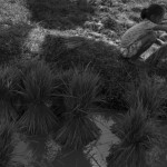 CAMBODIA. Kep. 17/08/2013: Child helping her family on an off school day to bundle ripped off rice stems to be transplanted.