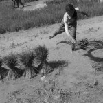 CAMBODIA. Kep. 17/08/2013: Child helping her family on an off school day to rip off rice stems to be transplanted.