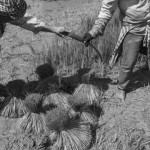 CAMBODIA. Kep. 17/08/2013: Family ripping off rice stems to be transplanted.