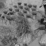 CAMBODIA. Kep. 17/08/2013: Cutting off the top of rice stems to be transplanted.