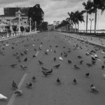 CAMBODIA. Phnom Penh. 20/09/2013: Pigeons on Sisowath Quay in front of the Royal Palace which was blocked by the police because Prince Sisowath Thomico, Member of the CNRP, planned to start a hunger strike at the riverfront shrine and end it until there is a sign that a resolution can be found regarding an independent investigation in the 2013 elections frauds.