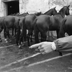 BELGIUM. Torhout. 28/06/1980: Horse fair.