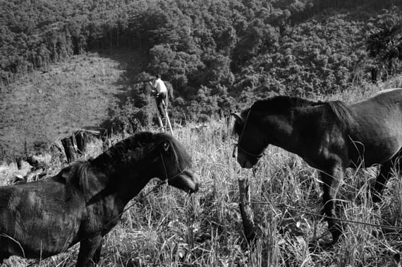 LAOS. Kassia. 14/10/1993: Harvest of early rice in a field of the Va Kheu family. The packhorses serve only for transportation of goods. They can carry 20 to 30 kg.