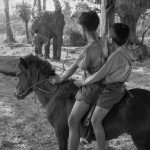 LAOS. Ban Saming. 29/01/1997: Small horses are used to transport lighter loads.