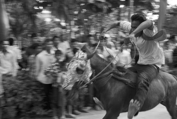 CAMBODIA. Vihear Sour (Kandal). 8/10/2010: Horse and buffalo races held at pagoda on last day of Pchum Ben festivities, when Cambodians pray for the spirits of their deceased.