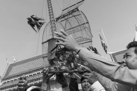 CAMBODIA. Phnom Penh. 7/02/2014: Sok Chhun Oeung Vice-President of Independent Democracy of Informal Association (IDEA) releases birds as a good luck gesture when Civil Society Organisations (CSO), together with 23 monks from the Independent Monk Network for Social Justice (IMNSJ), demonstrate and pray at Preah Ang Dongker pagoda for the release of 23 people jailed after the violent crackdown of striking workers on January 2nd and 3rd.