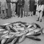 SENEGAL. Saint Louis. 30/01/1986: Catch of the day by fishermen.