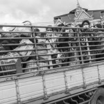 CAMBODIA, Poipet (Banteay Meanchey). 17/06/2014: Cambodian migrant workers on a truck provided by the Thai authorities arrives at its final destination. In a massive movement of fear, some 180.000 cambodian migrant workers, many of them illegal, return home in one week time after the military coup in Thailand which vowed to normalise the situation of illegal immigration.